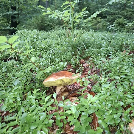 Fundacja Dpt Dom Pracy Tworczej Pau Gæstehus