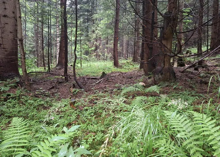 Affittacamere Fundacja Dpt Dom Pracy Tworczej Pau 3*