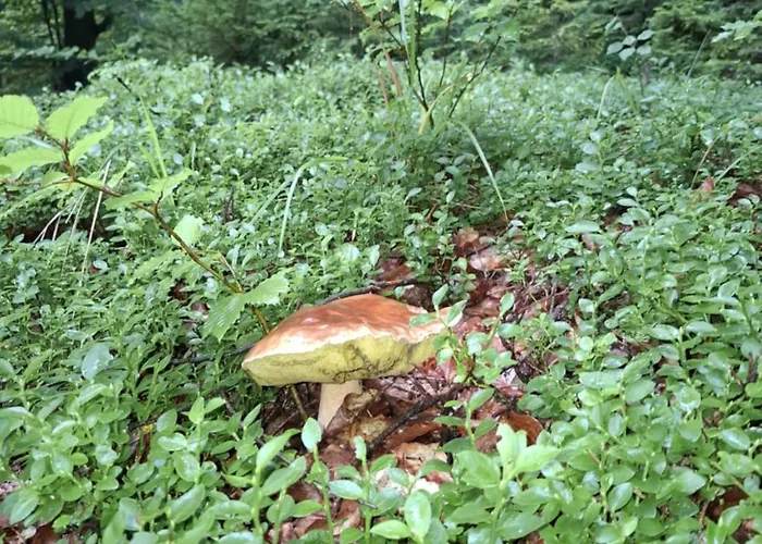 Fundacja Dpt Dom Pracy Tworczej Pau Affittacamere